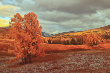 花生的生长过程手抄报